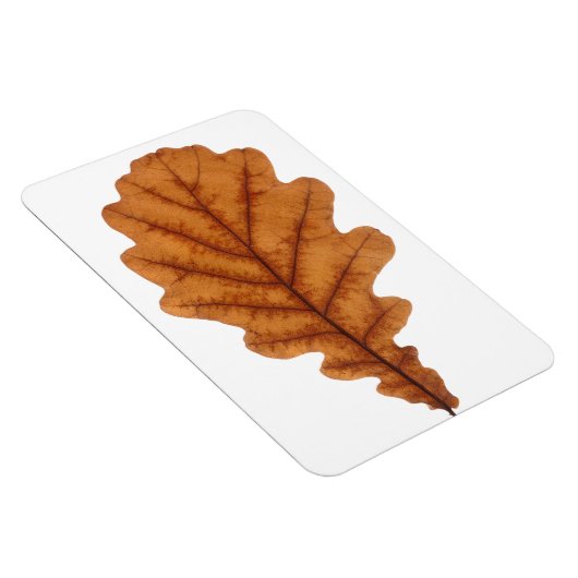 Herbstbraunes Eichenblatt Magnet (Rechte Seite)