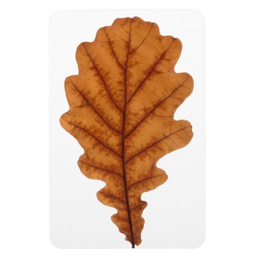 Herbstbraunes Eichenblatt Magnet (Vertikal)