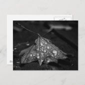 Herbstduschen Postkarte (Vorne/Hinten)