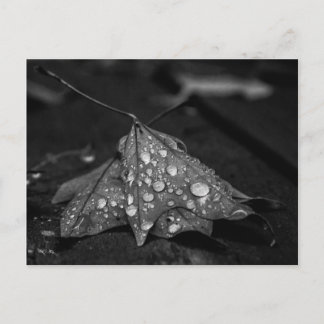 Herbstduschen Postkarte