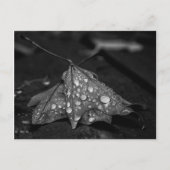 Herbstduschen Postkarte (Vorderseite)