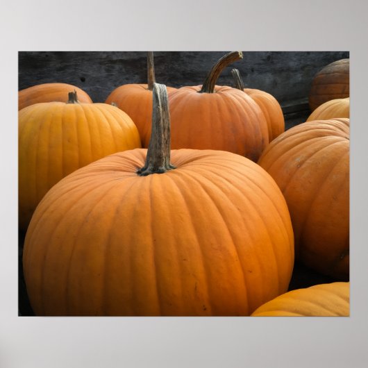 Herbsternte Kürbisfeld Orange Kürbisse Poster (Vorne)