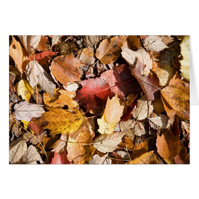 Herbstfarbe (Vorderseite (Horizontal))