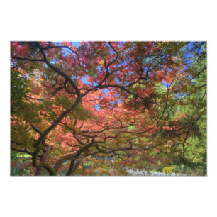 Herbstfarbe Ahornbäume, Victoria, Britische 3 Fotodruck