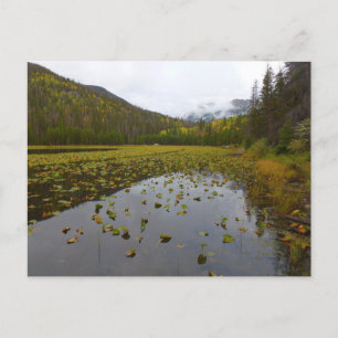 Herbstfarbe am Cub Lake Postkarte