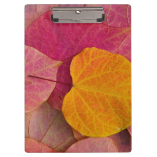 Herbstfarbe auf Forest Pansy Redbud abgefallene Bl Klemmbrett