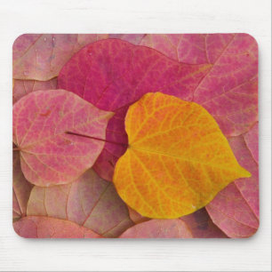 Herbstfarbe auf Forest Pansy Redbud abgefallene Mousepad