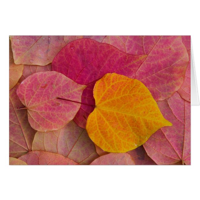 Herbstfarbe auf Forest Pansy Redbud gefallen (Vorderseite (Horizontal))