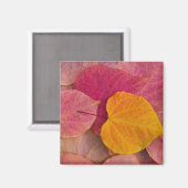 Herbstfarbe auf Forest Pansy Redbud gefallen Magnet (Vorderseite/Rückseite)