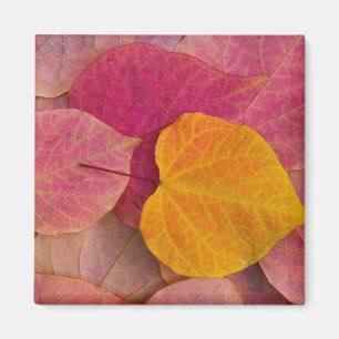 Herbstfarbe auf Forest Pansy Redbud gefallen Magnet