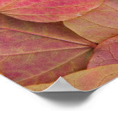 Herbstfarbe auf Forest Pansy Redbud gefallen Poster (Ecke)