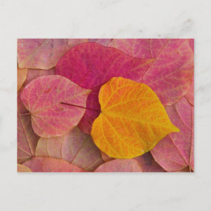 Herbstfarbe auf Forest Pansy Redbud gefallen Postkarte