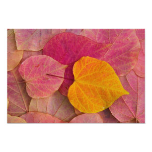Herbstfarbe des Waldes Pansy Redbud gefallen Fotodruck