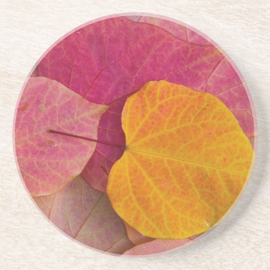Herbstfarbe des Waldes Pansy Redbud gefallen Getränkeuntersetzer (Vorne)