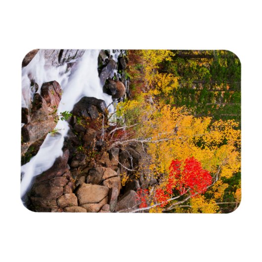 Herbstfarbe entlang Bischof Creek, CA Magnet (Horizontal)