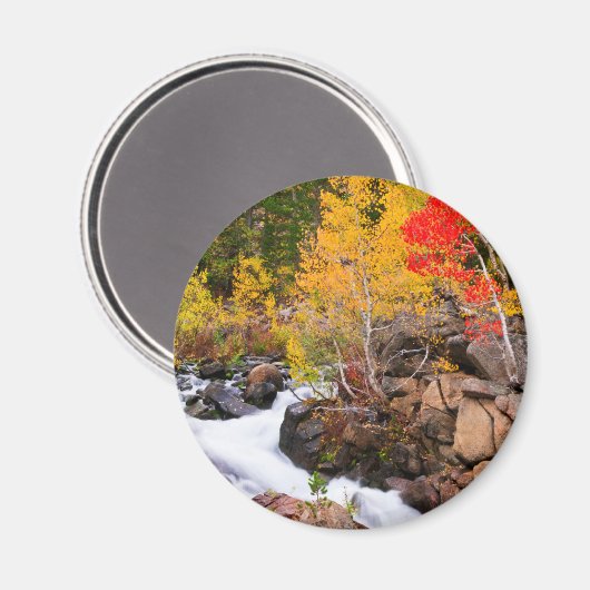 Herbstfarbe entlang Bischof Creek, CA Magnet (Vorderseite/Rückseite)