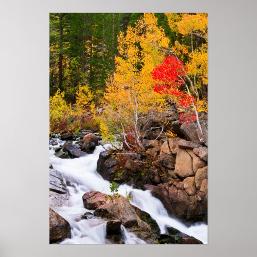 Herbstfarbe entlang Bischof Creek, CA Poster (Vorne)