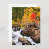 Herbstfarbe entlang Bischof Creek, CA Postkarte (Vorne/Hinten)