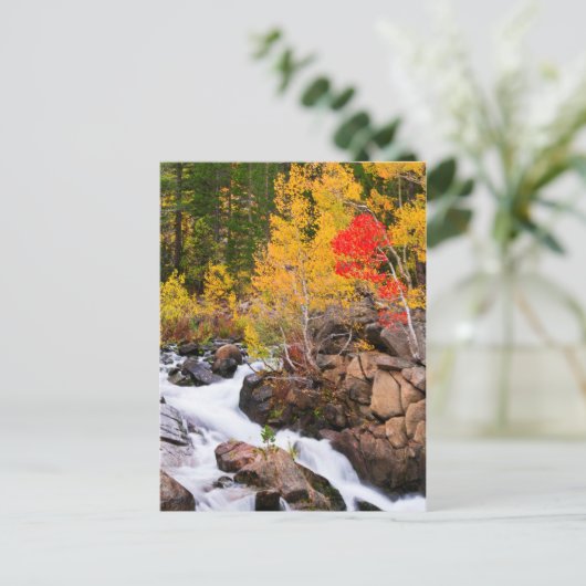 Herbstfarbe entlang Bischof Creek, CA Postkarte (Stehend Vorderseite)