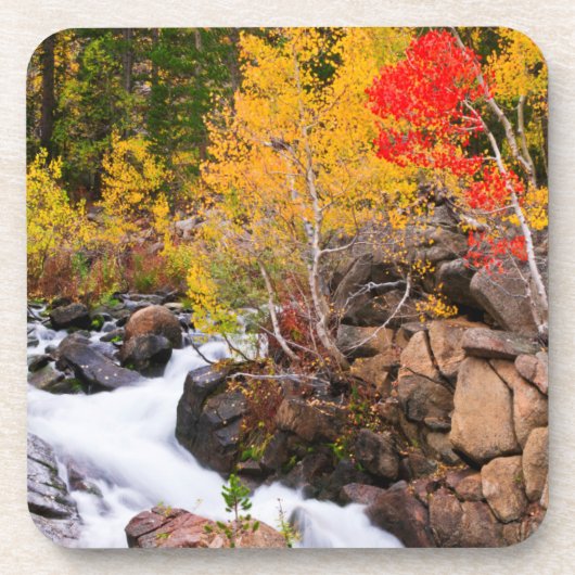 Herbstfarbe entlang Bischof Creek, CA Untersetzer (Vorderseite)