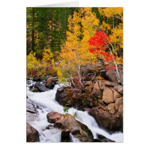 Herbstfarbe entlang Bishop Creek, CA
