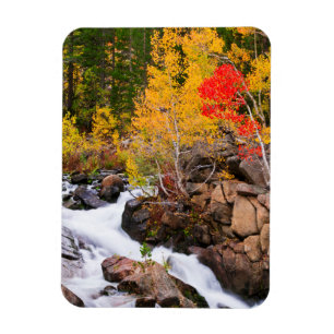 Herbstfarbe entlang Bishop Creek, CA Magnet