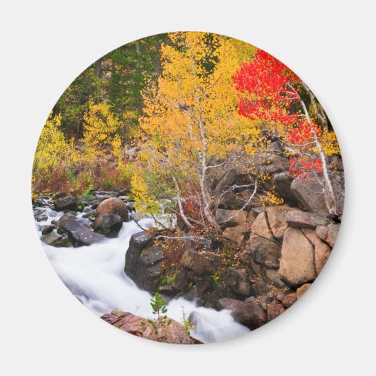 Herbstfarbe entlang Bishop Creek, CA Magnet (Vorne)