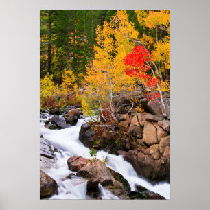 Herbstfarbe entlang Bishop Creek, CA Poster