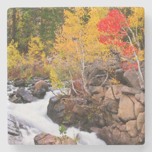Herbstfarbe entlang Bishop Creek, CA Steinuntersetzer (Vorderseite)