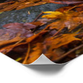 Herbstfarbe entlang der Crewfälle von Starvation Poster (Ecke)