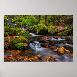 Herbstfarbe entlang der Starvation Creek Falls Poster