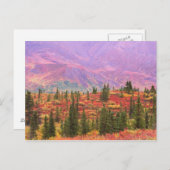 Herbstfarbe im Nationalpark Denali Postkarte (Vorne/Hinten)