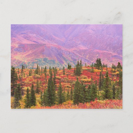 Herbstfarbe im Nationalpark Denali Postkarte (Vorderseite)