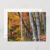 Herbstfarbe im Wald in der Nähe des Hafens von Kup Postkarte (Vorne/Hinten)