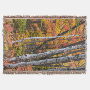 Herbstfarbe im Wald in der Nähe von Copper Harbor Decke
