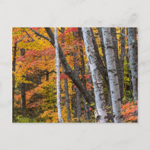 Herbstfarbe im Wald in der Nähe von Copper Harbor Postkarte