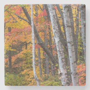 Herbstfarbe im Wald in der Nähe von Copper Harbor Steinuntersetzer