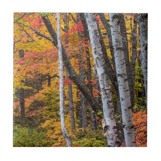 Herbstfarbe im Wald nahe Copper Harbor Fliese (Vorderseite)