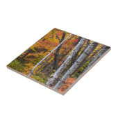 Herbstfarbe in der Nähe des Hafens von Kupfer Fliese (Seite)