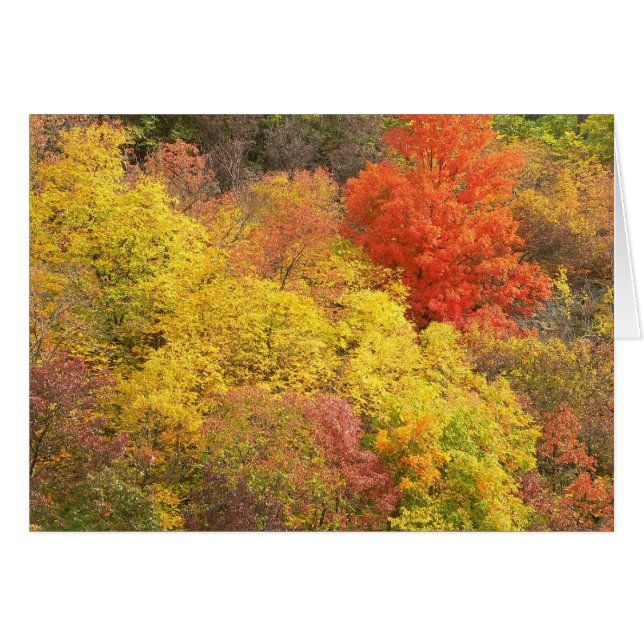 Herbstfarben (Vorderseite (Horizontal))