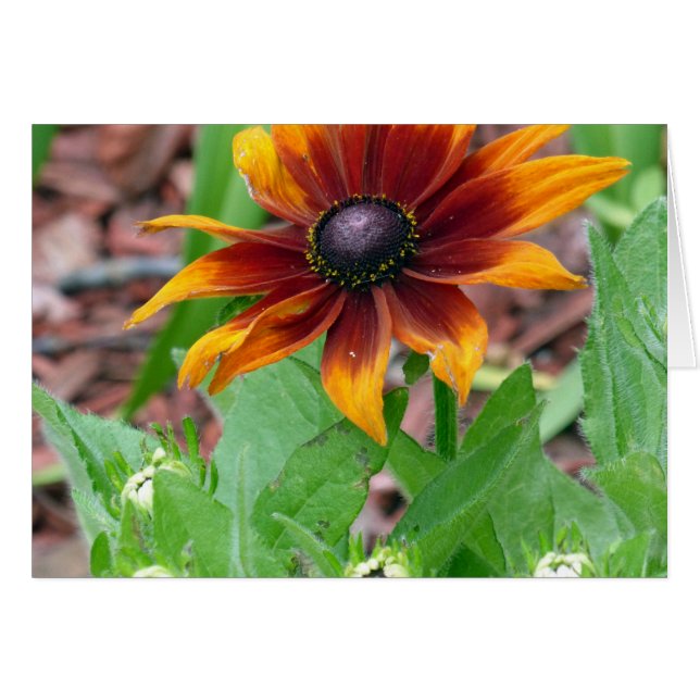 Herbstfarben (Vorderseite (Horizontal))