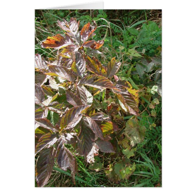 Herbstfarben (Vorne)