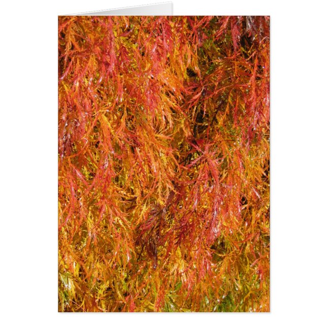 Herbstfarben (Vorne)