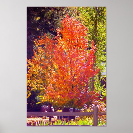 Herbstfarben 2 Poster (Vorne)