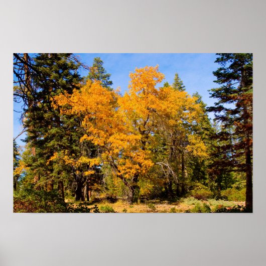 Herbstfarben 5 Poster (Vorne)