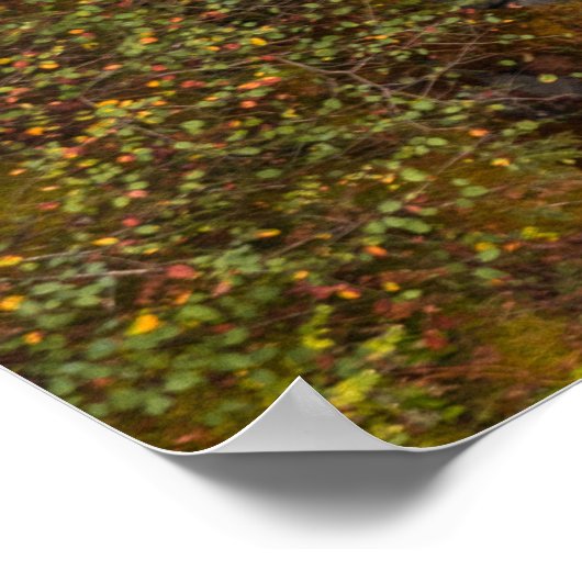 Herbstfarben an den Elchfällen Poster (Ecke)