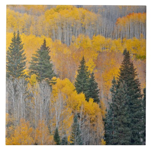 Herbstfarben auf Aspen Groves Fliese (Vorderseite)