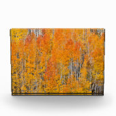 Herbstfarben auf Aspen Groves Fotoblock (Vorderseite)