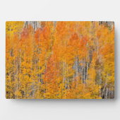 Herbstfarben auf Aspen Groves Fotoplatte (Vorderseite)