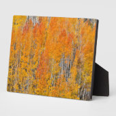 Herbstfarben auf Aspen Groves Fotoplatte (Seite)